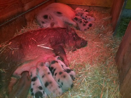 Meine beiden amerkikanischen Minischweine haben vor 10 Tagen geworfen und 11 supersüße Ferkel auf die Welt gebracht. Die sehr,sehr kleinbleibenden Minischweine werden in 6 Wochen abgegeben. Vorreservierungen nehme ich gerne schon ab jetzt entgegen. 